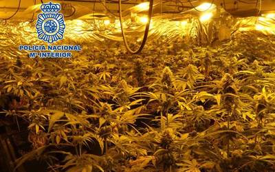 Ehunka marihuana landare atzeman eta bi lagun atxilotu dituzte industria pabilioi batean