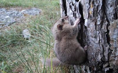 Aiaraldeko naturaren inguruko Naturayala blogak zortzi urte bete ditu