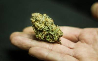 Kalamuaren kontsumoari buruz legeak zer dioen berbagai