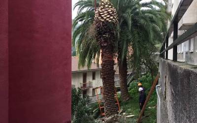 Kendu dute palmondo bat