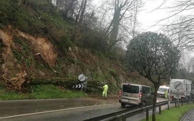Txerloia parean, zuhaitz bat erori da Azkoitia eta Azpeitia arteko errepidera