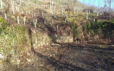Bertako basoak berreskuratzen jarraitzen dute Otxandion, 1.400 zuhaitz landare berri landatuta