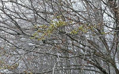 Pagoa hostatzen hasi da dagoeneko, klima aldaketaren kontuak ote?