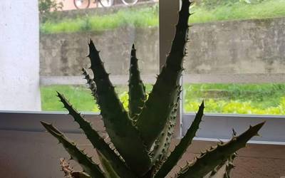 Planten dantza