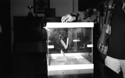 Udal hauteskundeak Arruazun