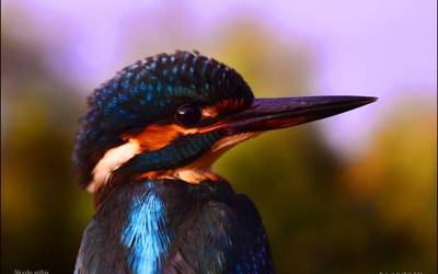 Gizakia etxealdian eta animaliak naturan