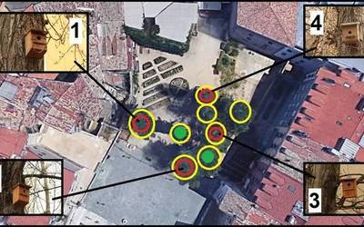 Lau kutxa jarri dituzte Santa Ana plazako zuhaitzetan, txoriei aterpe emateko