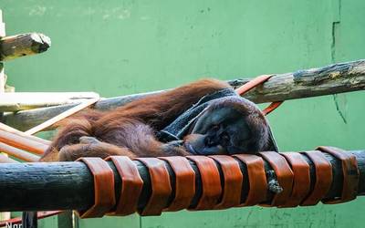 Zoologiko eta akuarioen inguruko “gezurrak" agerian utzi ditu Nor kolektiboak ikerketa batean