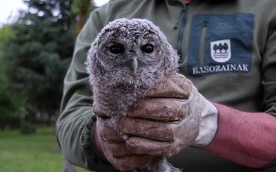 Hiru urubi-kume gehiago Anduetza parketxe inguruan