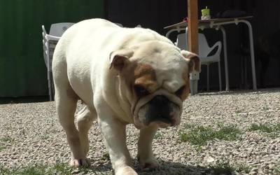 "Txakur Eredugarri Programa" abian jarriko da urte bateko iraupenez datorren ostiralean