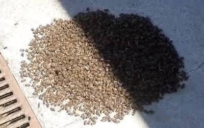 Erle multzoa kiroldegi gainean