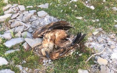 Bi sai hil dira Badaiako erroten kontra talka egin ostean