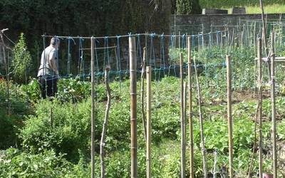 Ordiziako baratze berriak ostegunean zozkatuko dira