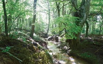 Trebiñuko ingurune naturala ezagutzeko proposamena