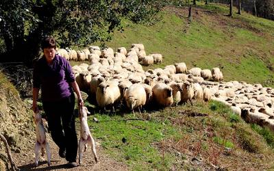 Debabarreneko artzainentzako artile bilketa antolatu du Debemenek