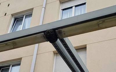 Erle talde bat ezarri da arratsaldean Alaiko farola baten inguruan