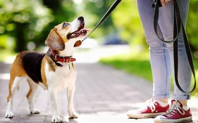 Txakurrak eta bertze etxeko animaliak edukitzea arautzen duen ordenantza onartu du Lesakako Udalak