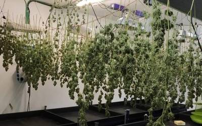 Marihuana-plantazio bat desegin du Getxoko Udaltzaingoak