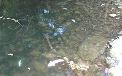 Ultzama ibaian egondako isurketa bat aztertzen ari dira