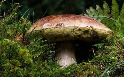 Argazki mikologikoen lehiaketa antolatu dute Gorlizen