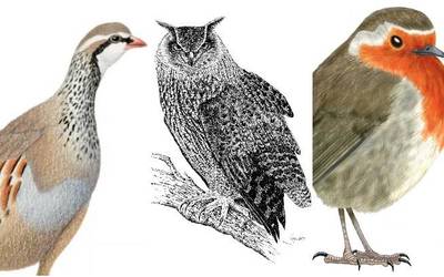 Ilustrazio naturalista lantzeko ikastaroa hilaren 19an eta 20an