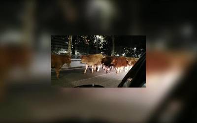 Behi talde batek Tolosako hainbat kale zeharkatu ditu bart gauean
