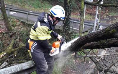 Denboralearen ondorioz Elorrion eta Durangon eroritako zuhaitzak erretiratu dituzte suhiltzaileek