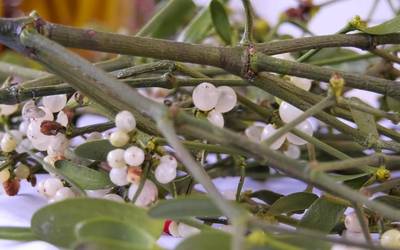 Aurten ez da Ordiziako Gabonetako azoka berezirik egin