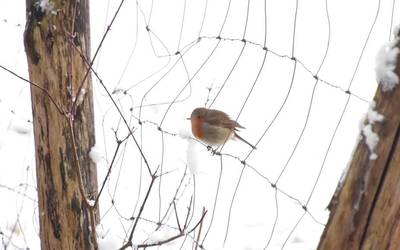 Asteburuan Goierriko bazterrak elurrarekin zuriz  margotu ziren  irudi ikusgarriak oparituz!