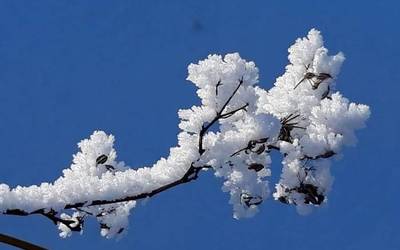 Behelainoaren ur-tantetatik, antzigarra