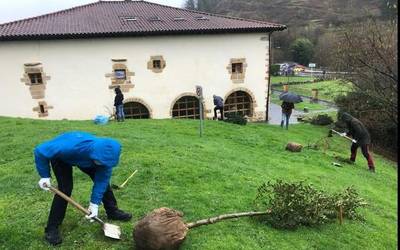 Pandemiak baldintzatuta eta euriarekin, baina Eskoriatzako zuhaitz landaketak ez du hutsik egin