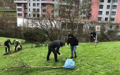 Pandemiak eta euriak baldintzatutako zuhaitz landaketa Eskoriatzan