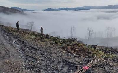 Gaztainondo mota berriak landatzen hasiak dira Lesakan