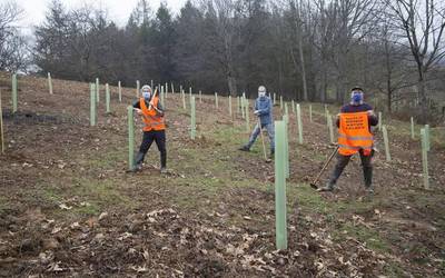 Espezie anitzetako zuhaitzak landatu ditu Urola Bizirik natur taldeak Azkoitian