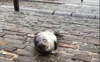 Zortzi itsas animalia artatu zituzten iaz eskualdeko kostako herrietan