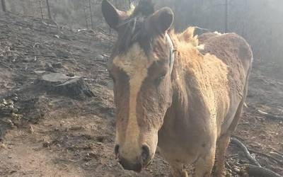 Aziendentzat jatekoa eta botikak biltzen hasi da Berako Udala