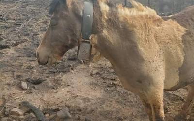 Abereentzako janaria biltzeko deialdia zabaldu du Berako Udalak