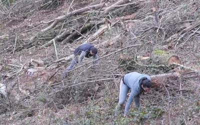 Pinudia zegoen lekuan, pagoak eta haritzak landatu  dituzte auzolanean