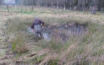 Baieztatu dutenez, baso-igel jauzkari espeziea aurkitu dute lehenengoz Otxandion, Iñola inguruko urmaelean