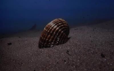 "Natura bizia" filma aurkeztu dute Tolosan