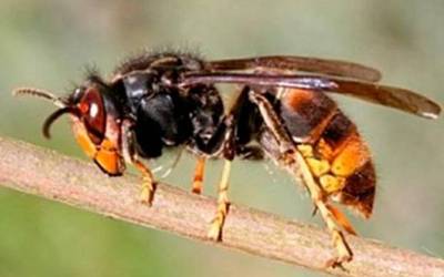 Liztor beltzaren aurkako kanpaina abian