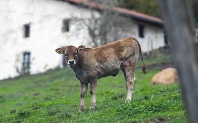 Landa garapeneko proiektuetarako laguntzak