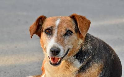 Kaleko animaliak batzeko sistema hobetuko dute Erandion