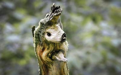 Vicente Guinea argazkilariaren 'Animarbolak' erakusketa ipini dute Ataria-Salburuko interpretazio zentroan