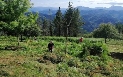 Piknik gunea egokitzeko lursaila gertu