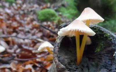 Hastapen ikastaroa eginen dute Parke Mikolgokioan, irailetik azarora