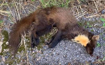 Lepahori bat hil da Salburuan ibilgailu batek harrapatuta