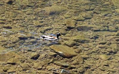 Hegaztiak behatzen ikasteko irteera gidatua antolatu du Geoparkeak domekarako
