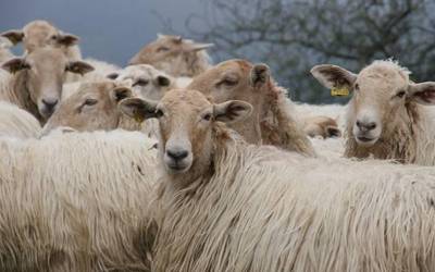 Agrobioaniztasunari eta mugaz gaindiko markei buruzko jardunaldia eginen du INTIAk Elizondon bihar