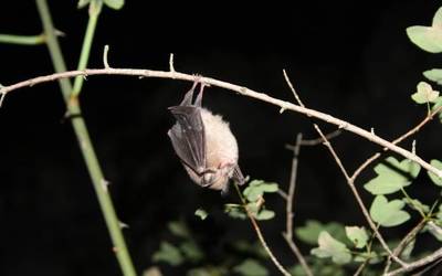 Saguzarra geroago eta zokoratuago dago eta geroago eta baliabide gutxiago du